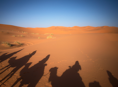 Shadows of desert life